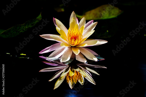 Foto Moody water with yellow and pink water lilies, symmetrical reflections, and duck