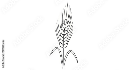 Single wheat ear illustration, line art drawing of cereal grain stalk, organic agriculture symbol, isolated on white background