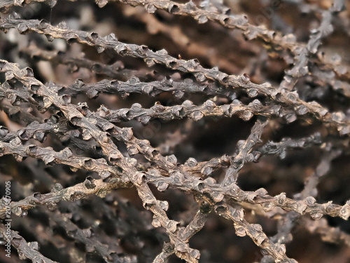 Canvastavla Textured dried branches with layered scale-like growth