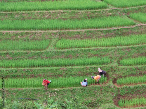 rice field