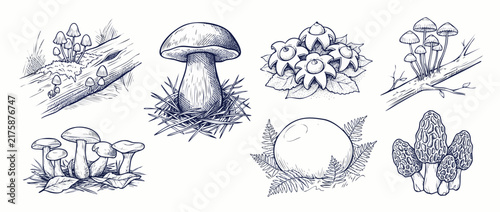 Vintage mushroom illustration sketch set showing wild forest fungi including porcini, morel, puffball, and earthstar in botanical hand drawn line art style for nature background design elements.