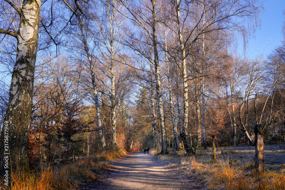 Fototapeta premium Morgens auf dem Andechser Höhenweg im November, Andechs, Oberbayern, Bayern, Deutschland