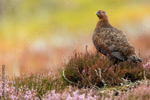Bild auf Leinwand Red Grouse cockbird, Scientific name: Lagopus Lagopus Scotica, facing left and s