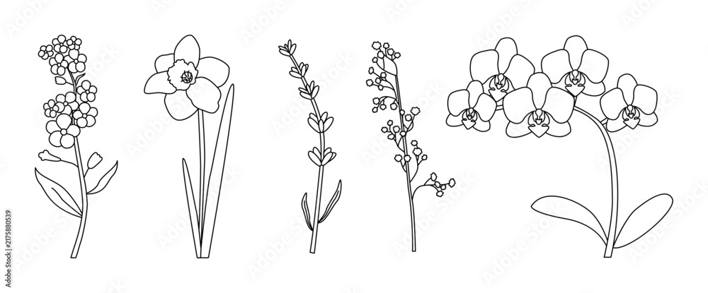 Fototapeta premium Botanical line art illustration of five flowers including forget-me-nots, daffodil, lavender, baby s breath, and orchids. Elegant monochrome design perfect for decor, prints, and floral projects