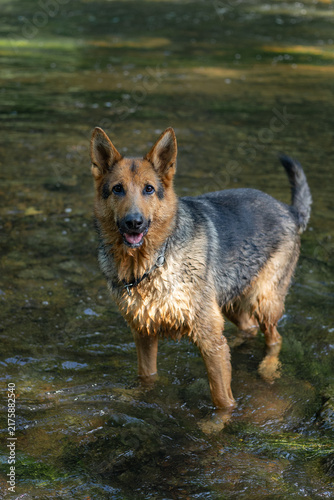 Wet German Shepherd Standing in Shallow River Water