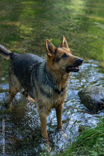 Wet German Shepherd Standing in a Shallow Forest Stream