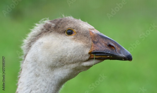 фотографія Close-up portrait of a young domestic goose with soft gray feathers and dark beak against a blurred green natural background, showing detailed plumage and expressive eye on a summer day