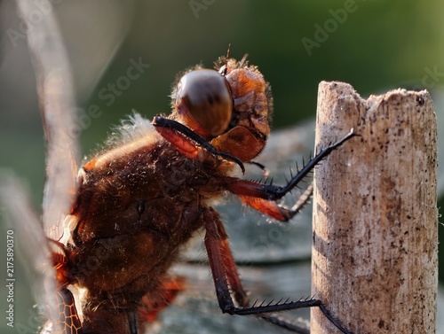 Foto Detailed close up of a dragonfly clinging to wooden stick with compound eyes