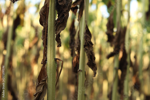 Photography Withered and drying sunflower leaves on stems under the sun