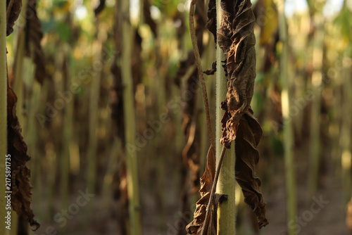 Canvas Print Withered and drying sunflower leaves on stems under the sun