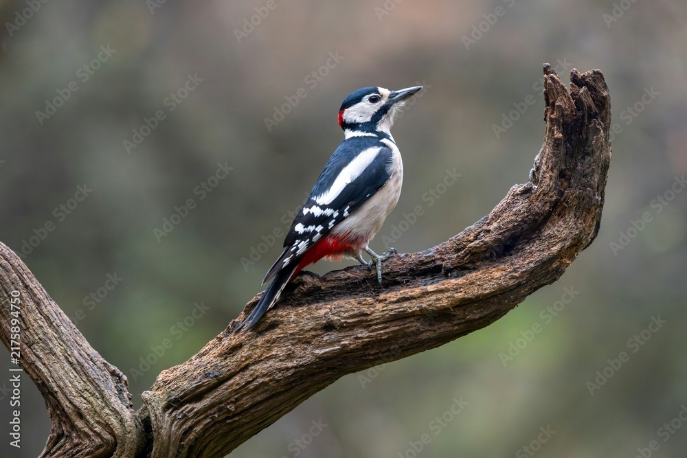 Obraz premium Great Spotted Woodpecker Perched on Dead Branch