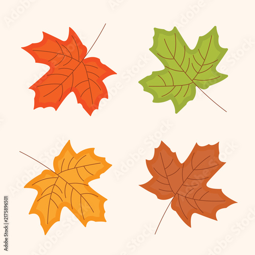 autumn maple leaves