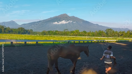 Quadro su tela An equestrian trainer exercising and training a brown horse on a sandy arena tra
