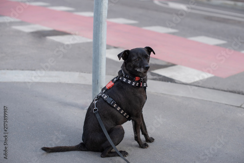 A black dog sits on a sidewalk near a street pole. The dog is wearing a harness and appears calm in an urban environment.