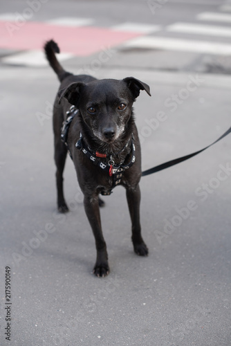 Konstfotografi A small black dog stands on a city street