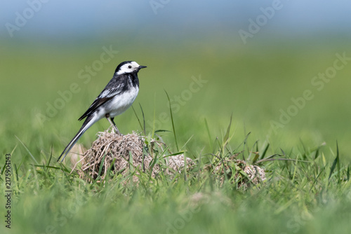 Foto Pied Wagtail Standing on Grass, Norfolk, UK
