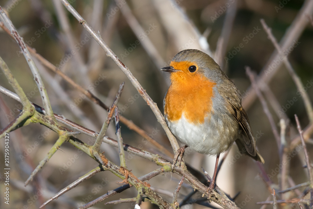 Fototapeta premium European Robin Perched Among Branches, Norfolk, UK