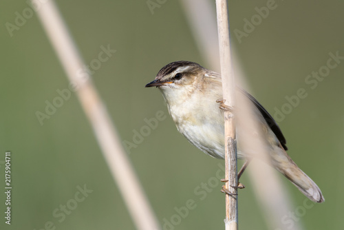 Sedge Warbler Perched Among Reeds, Norfolk, UK
