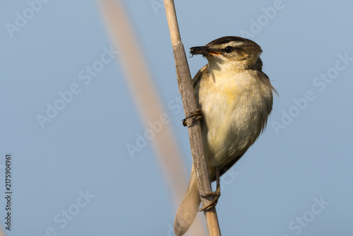 Sedge Warbler Perched on Reed Stem, Norfolk, UK