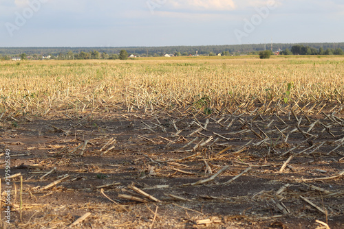 Obraz na płótnie Close-up of a mowed agricultural field