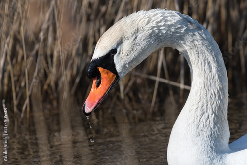 Konstfotografi Mute Swan with Head Down on Water, Norfolk, UK