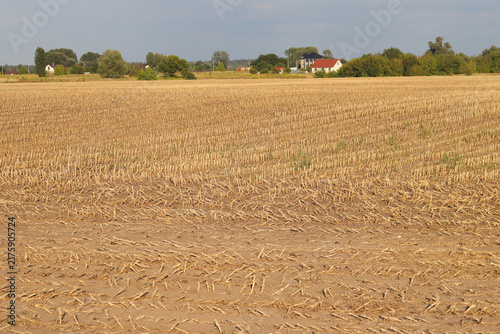 фотографія Close-up of a mowed agricultural field