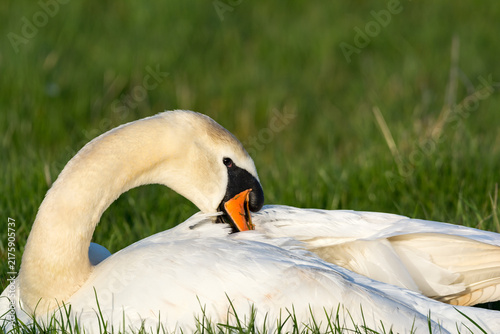 Konstfotografi Mute Swan Preening, Norfolk, UK