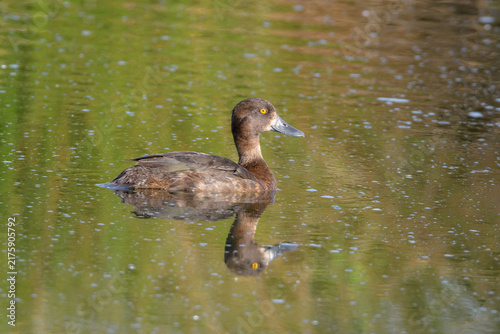 Female Tufted Duck Swimming on Water, Norfolk, UK