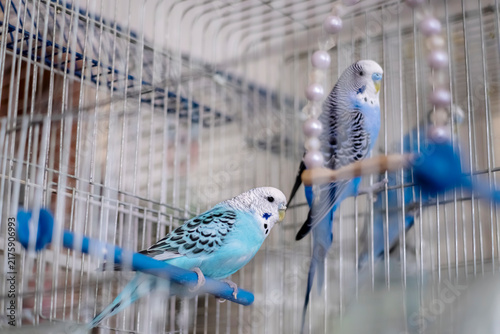 Cuadro en lienzo Two budgies perched in birdcage