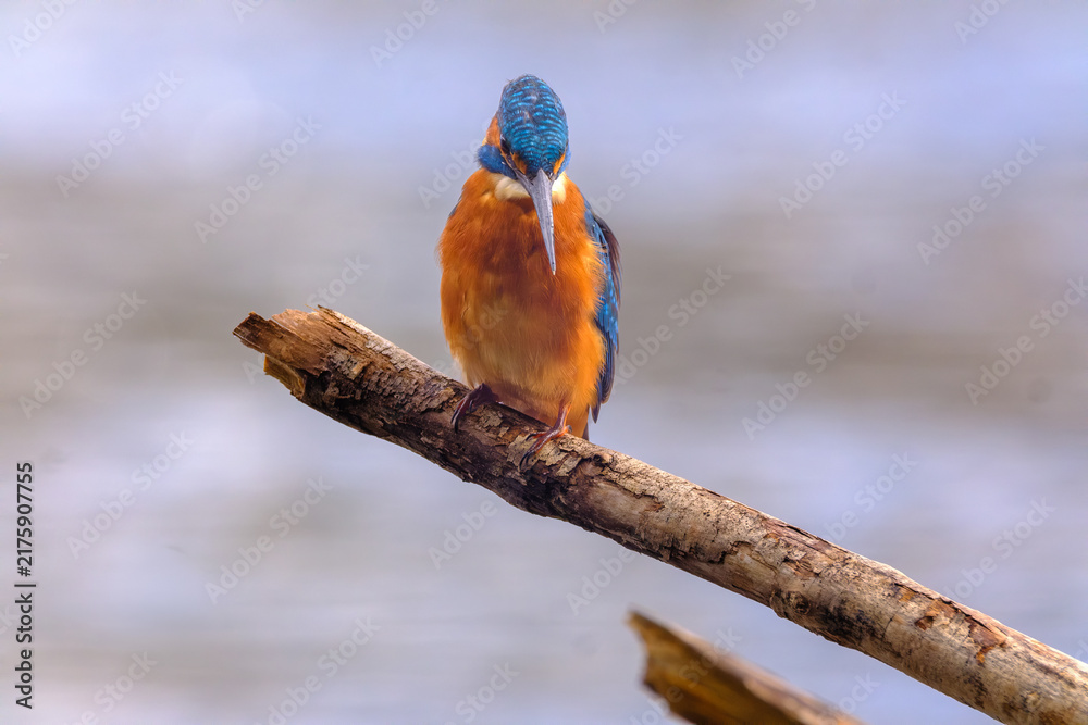Obraz premium Close-up wildlife photograph of a colorful kingfisher perched calmly on a natural branch, showcasing its vibrant blue and orange plumage, sharp beak, and detailed feathers. 