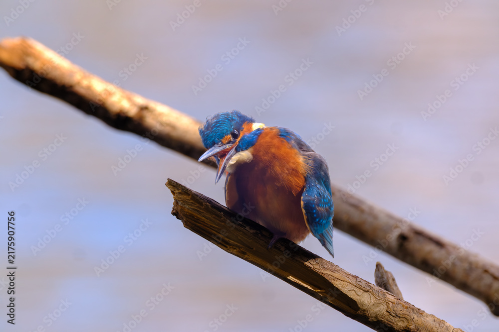 Obraz premium Close-up wildlife photograph of a colorful kingfisher perched calmly on a natural branch, showcasing its vibrant blue and orange plumage, sharp beak, and detailed feathers. 