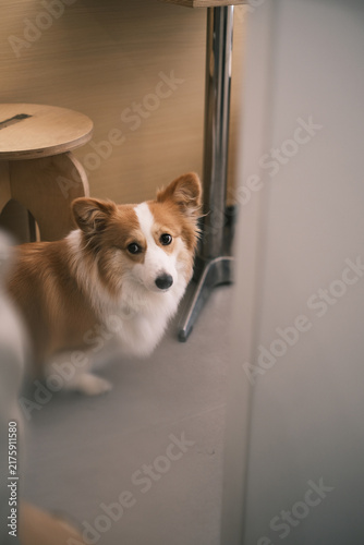 Canvas Print Close-up of cute corgi looking up at camera
