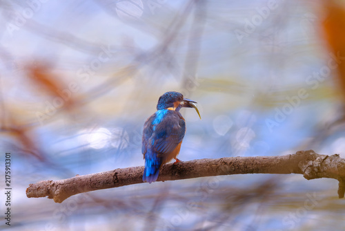 Принти на полотні Close-up wildlife photograph of a colorful kingfisher perched on a branch while holding a freshly caught fish in its beak