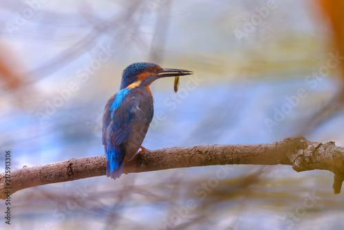фотографія Close-up wildlife photograph of a colorful kingfisher perched on a branch while holding a freshly caught fish in its beak