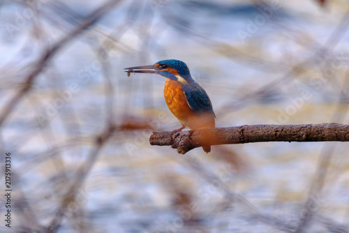 Obraz na plátne Close-up wildlife photograph of a colorful kingfisher perched on a branch while holding a freshly caught fish in its beak