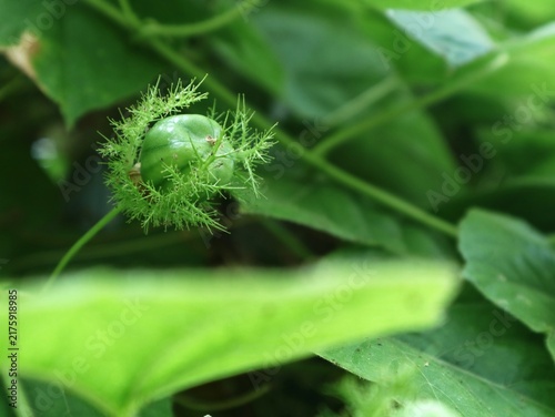 Canvas Print Close up of unripe green Passiflora foetida fruit enclosed in hairy bracts among vibrant green leaves