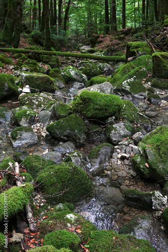 Bild auf Leinwand Rochers et arbres remplis de mousse en forêt avec eau et humidité