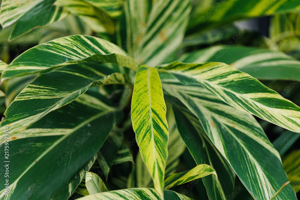 Obraz premium Variegated calathea leaves displaying striped pattern in garden