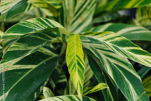 Foto Variegated calathea leaves displaying striped pattern in garden