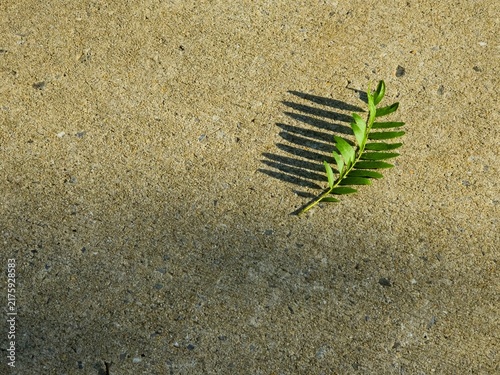 Canvas Print Single green pinnate compound leaf casting a shadow on concrete