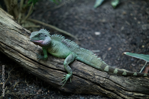 Chinese Water Dragon Lizard Resting on Wooden Log in Tropical Habitat