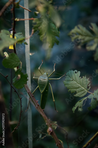 Green Katydid Bush Cricket Camouflaged Among Foliage and Thorny Branches