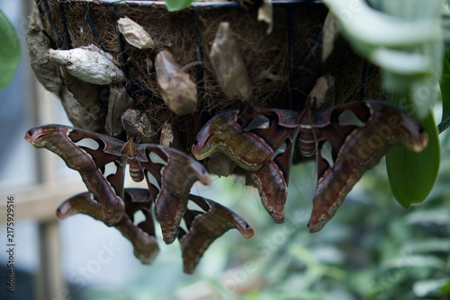 Two Giant Atlas Moths Hanging Below Cocoons in Tropical Greenhouse