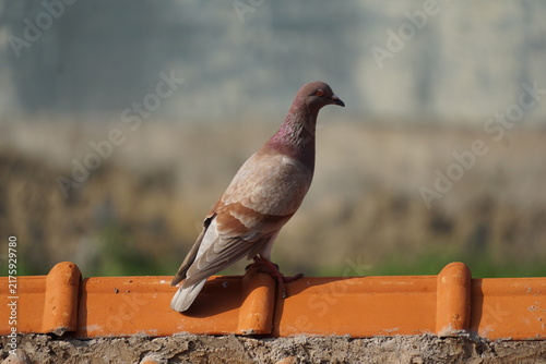 a brown pigeon perches on a bright orange terracotta tiled roof against a softly blurred stone background on a sunny day.