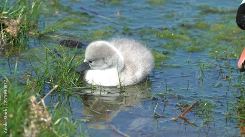  cygnet in the water Orkney in 4k.