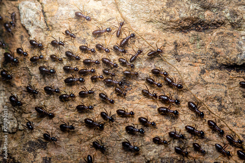 Foto Ants crawling on tree bark decomposing forest floor