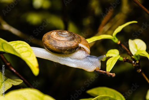 Canvas Print Snail slowly crawling on green plant branch