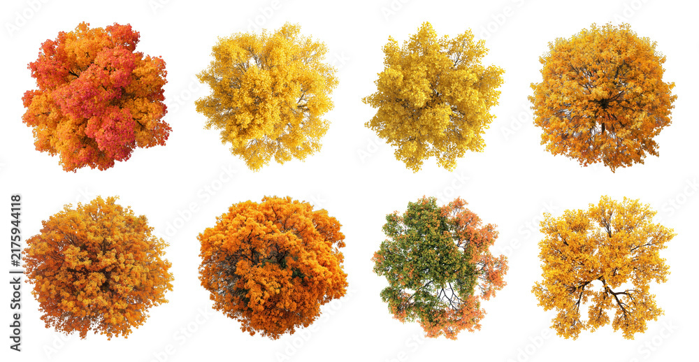 Obraz premium PNG Vibrant autumn trees in various shades of orange and yellow, transparent background