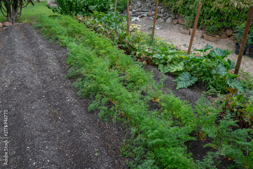 carrots in the garden