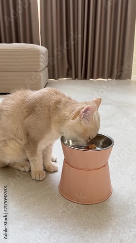 Cute hungry cream british shorthair cat enjoys eating delicious pet meal peacefully from elevated feeder bowl inside modern living room
